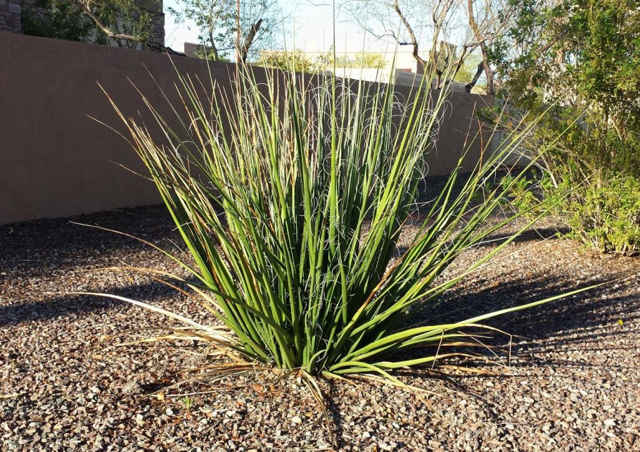 Yucca brevifolia