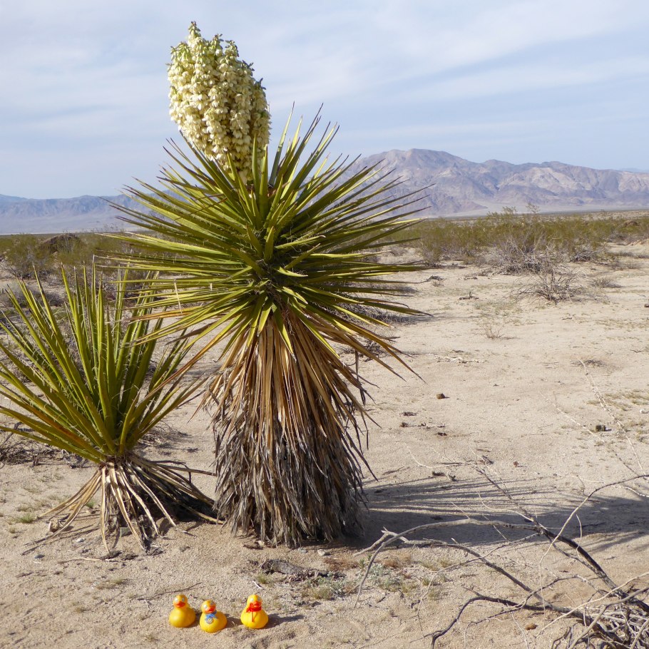 Лох серебристый (Elaeagnus argentea)