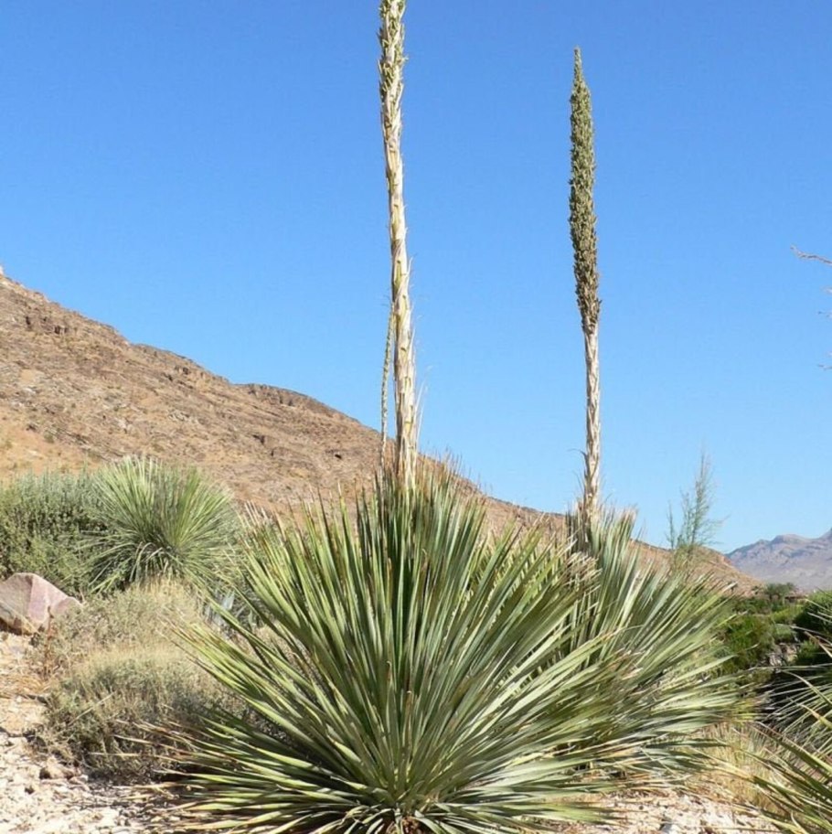 Холодные пустыни растительность