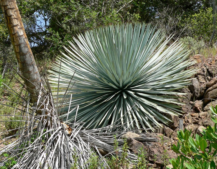 Yucca rostrata