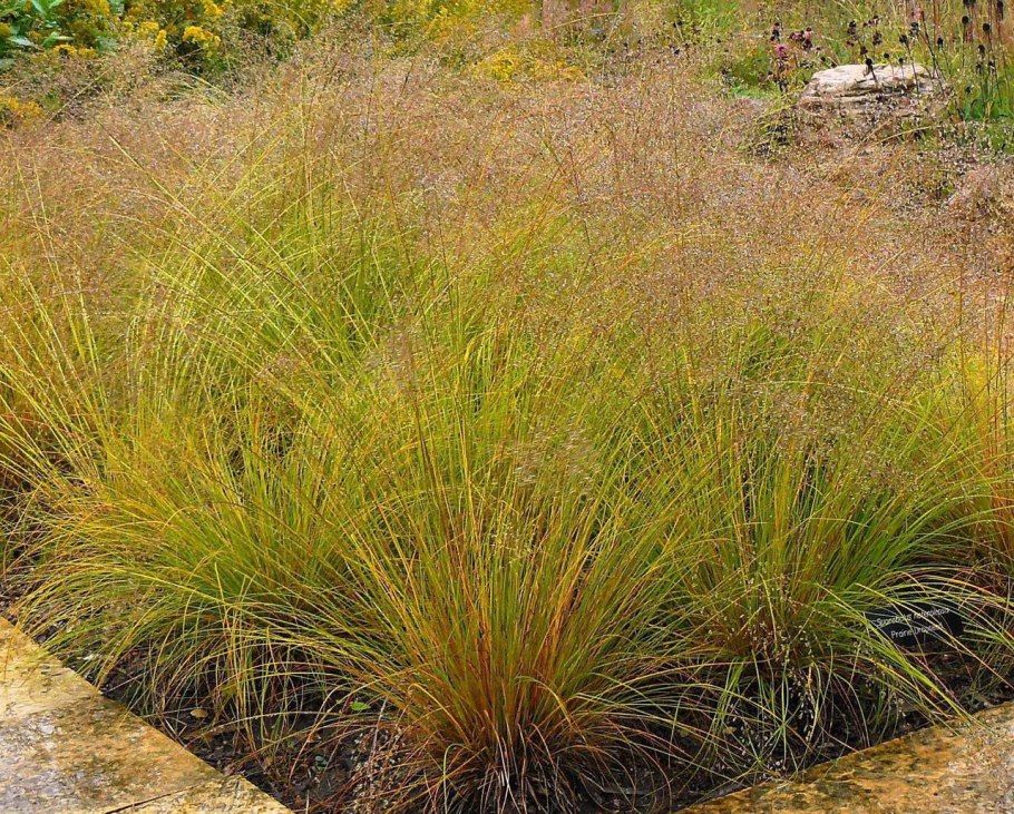 Подорожник ланцетолистный, ланцетовидный.