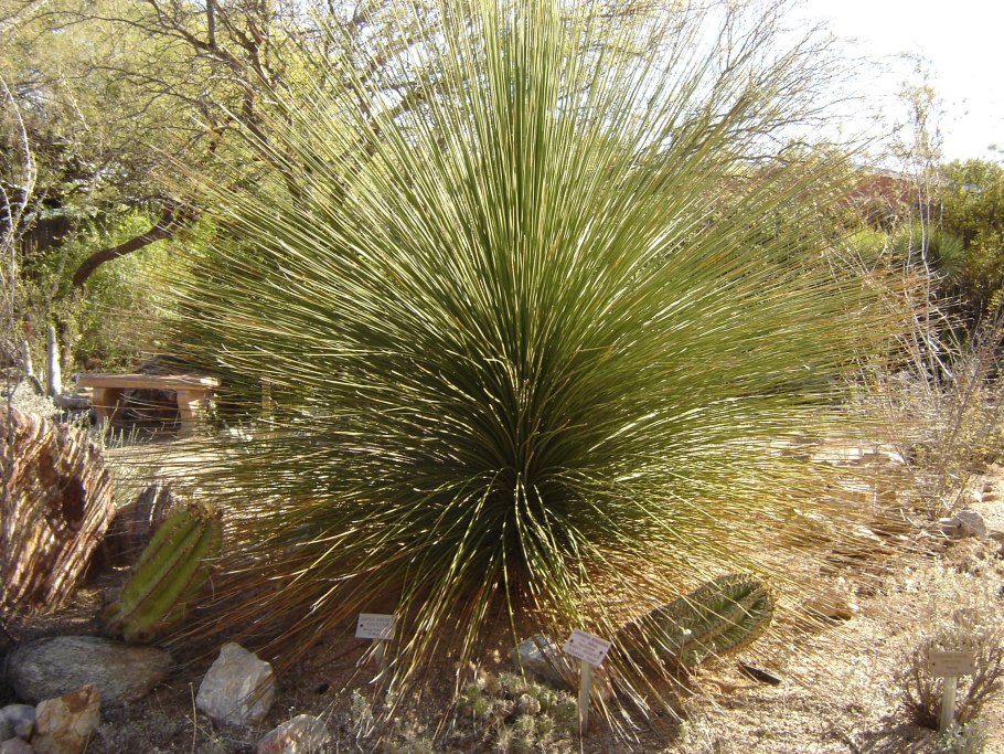 Осока Моррова "Вариегата"