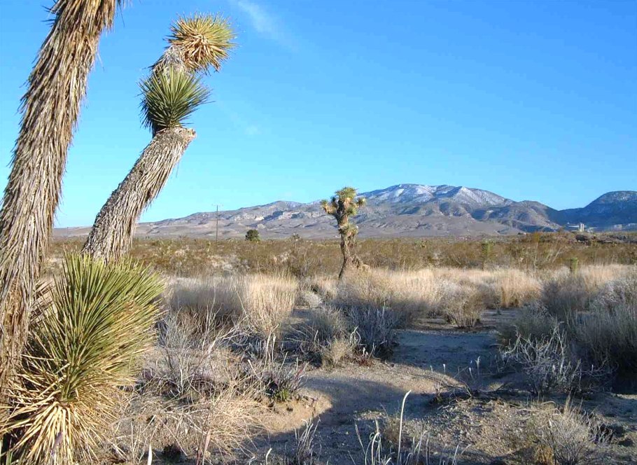 Растительный мир пустыни и полупустыни