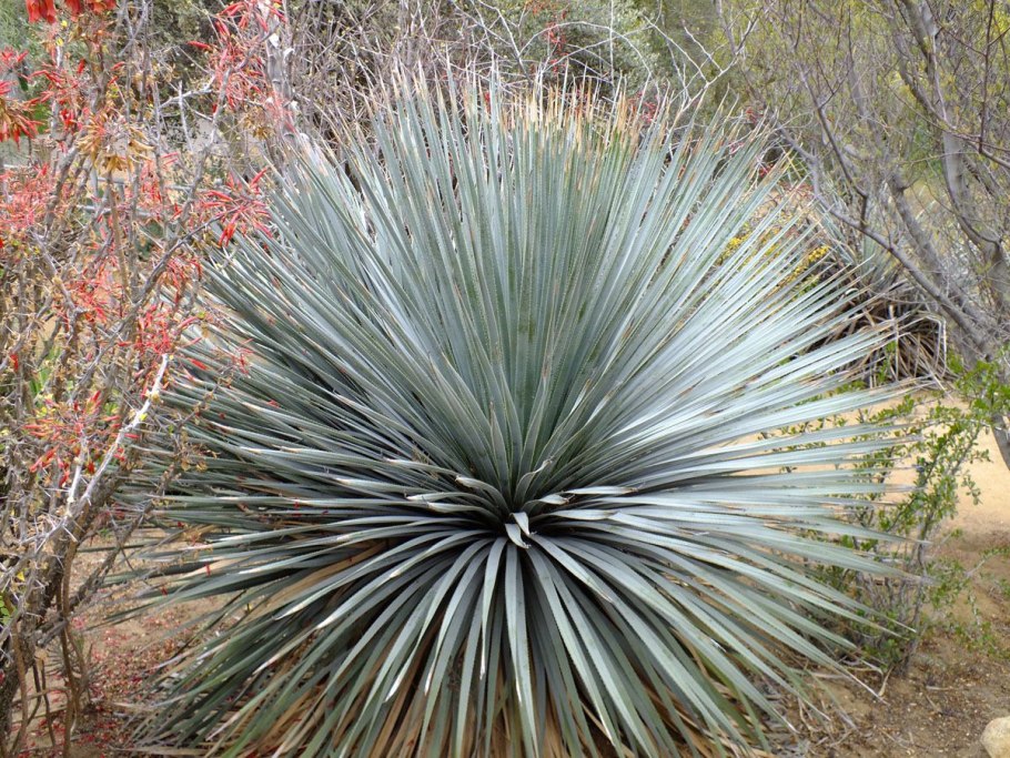 Dasylirion wheeleri (Дазилирион)