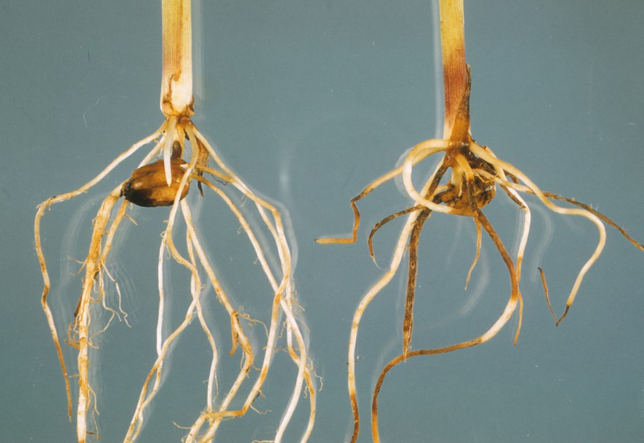 Вика посевная корневая система