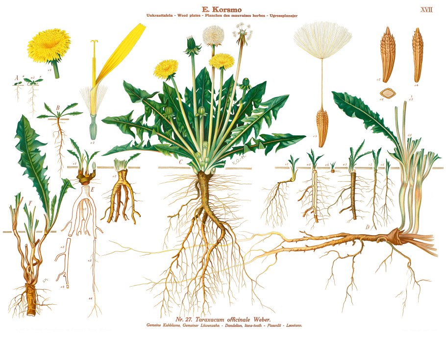 Строение корня одуванчика