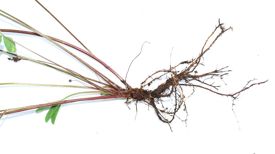 Питиозная корневая гниль