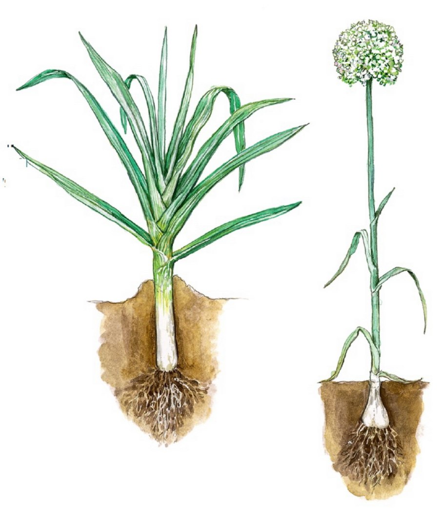 Грибок – микориза