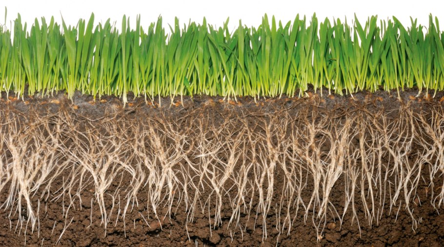 Саженцы растений