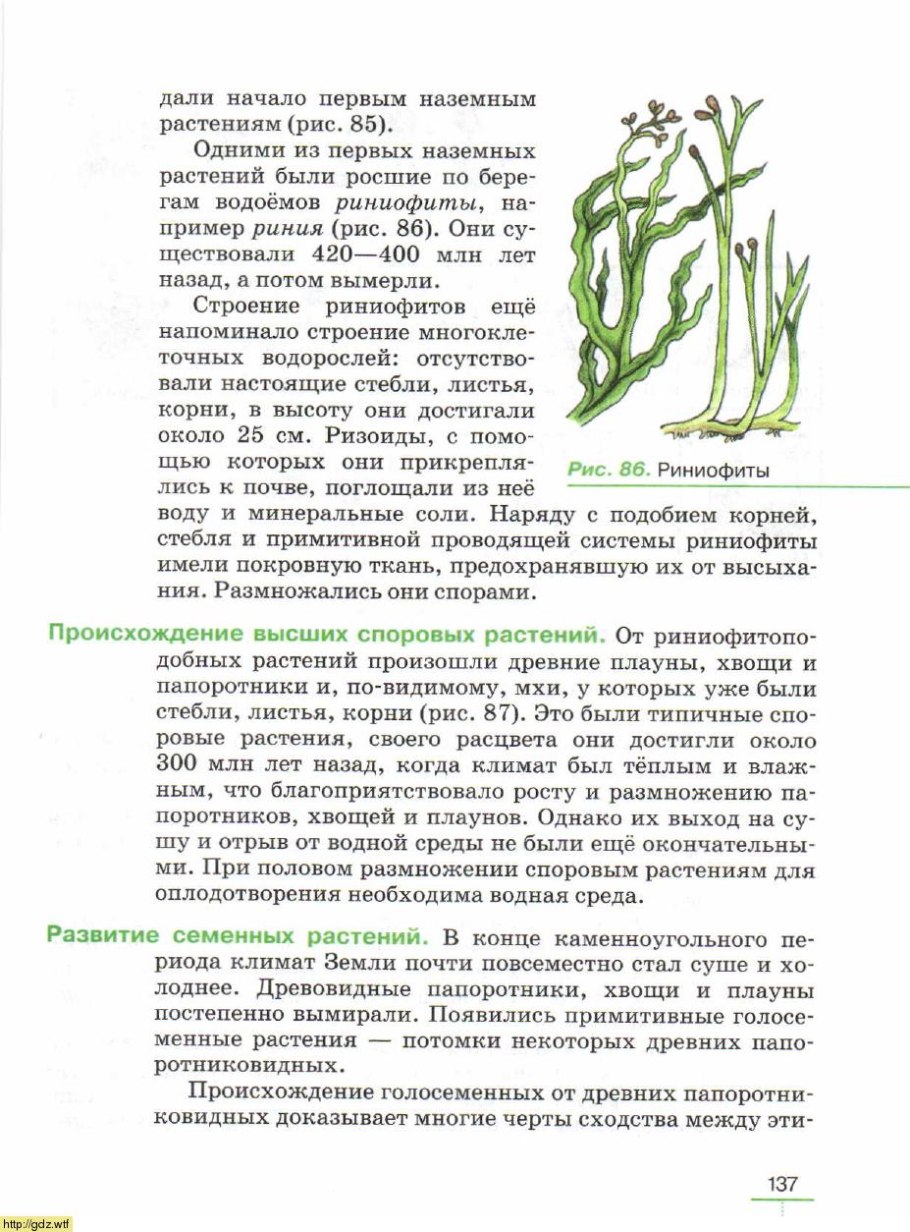 Рассада клубники фриго