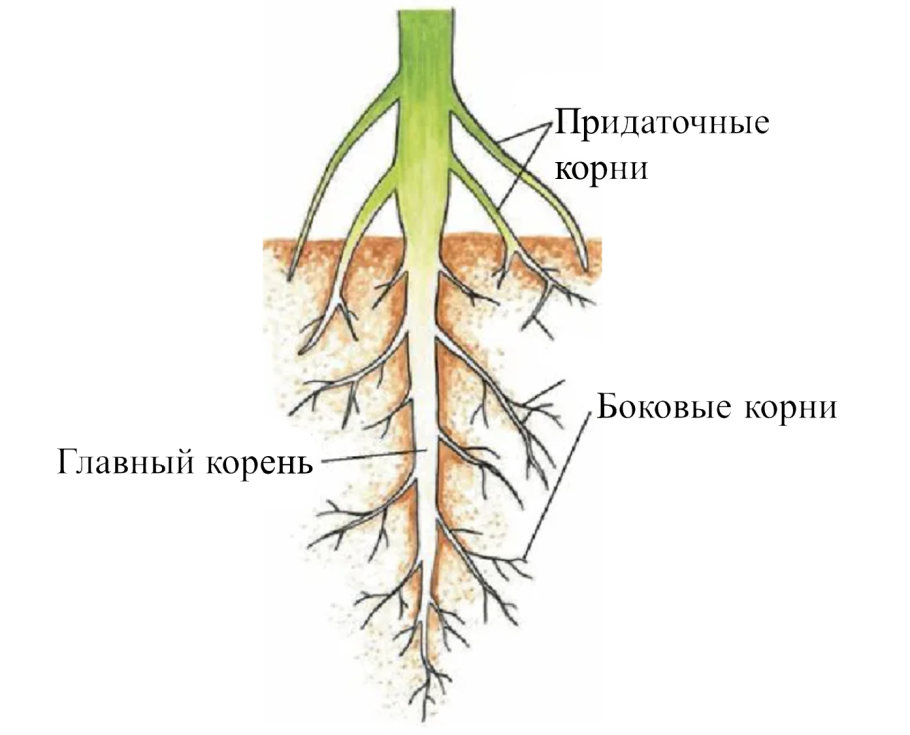 Строение корня покрытосеменных