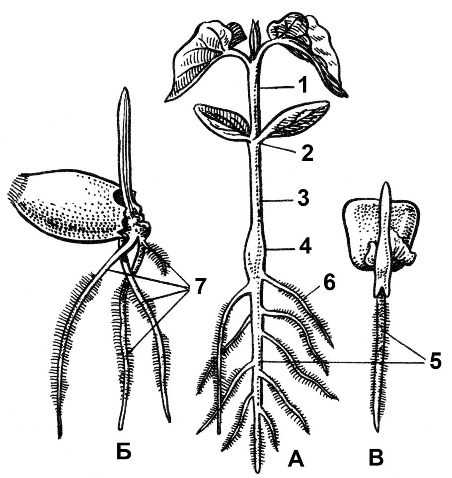 Эпикотиль и гипокотиль