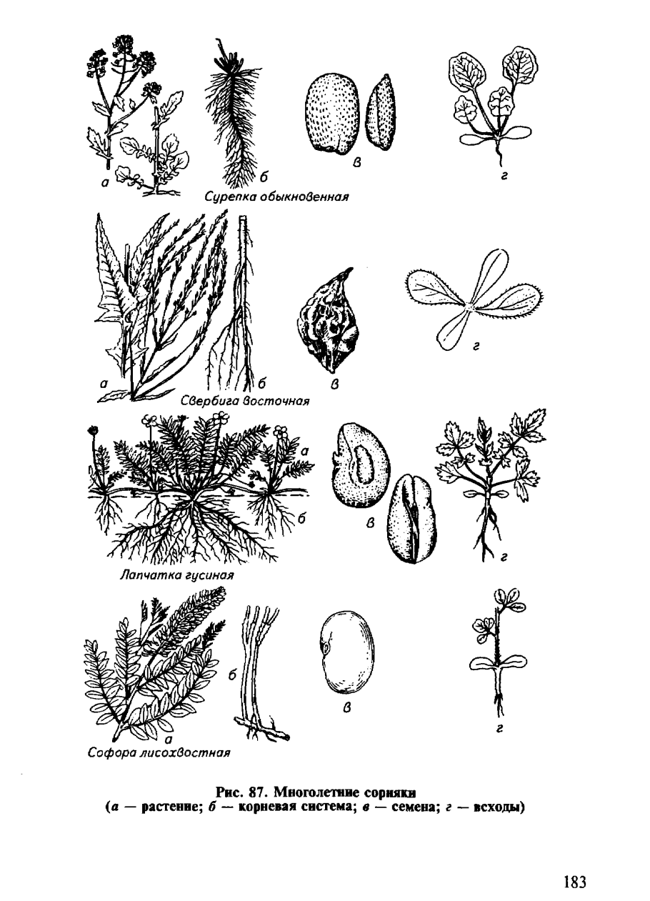 Мочковатая корневая система у пшеницы