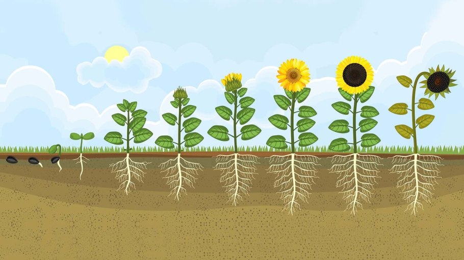 Этапы роста подсолнуха