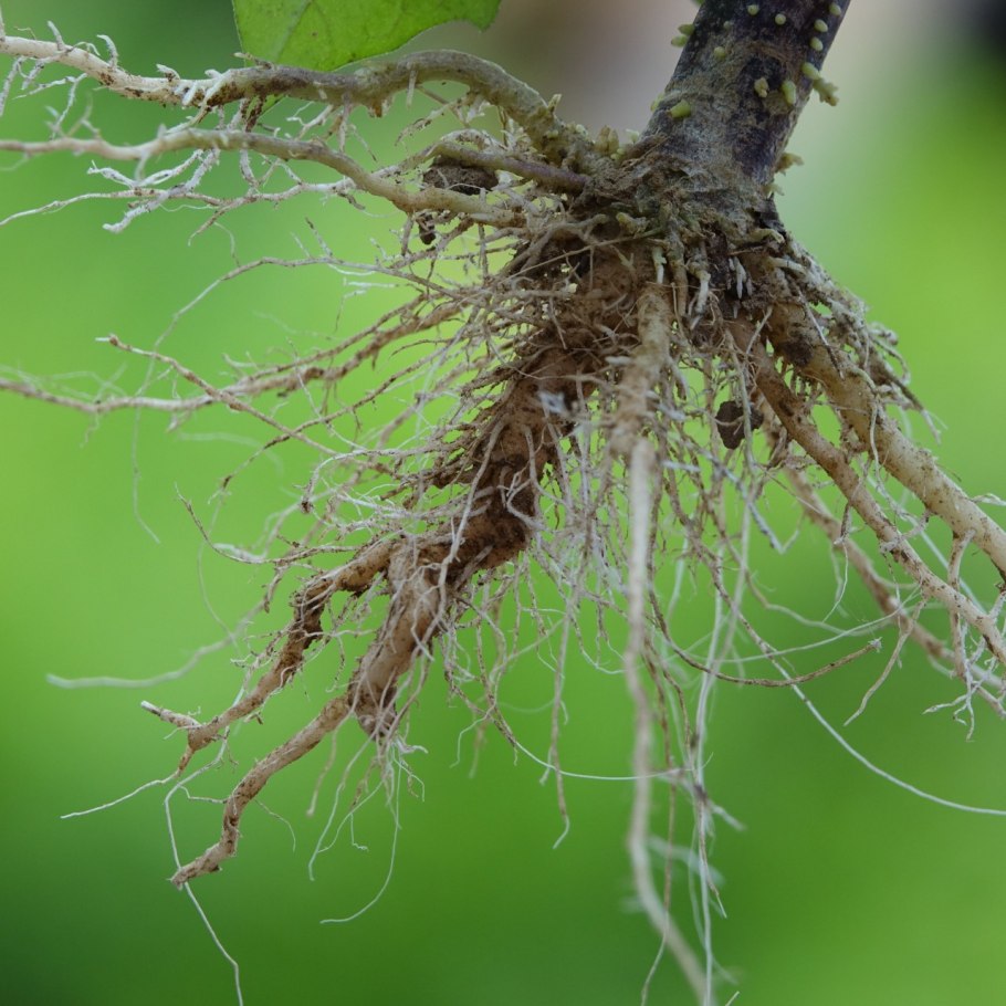 Корни растений