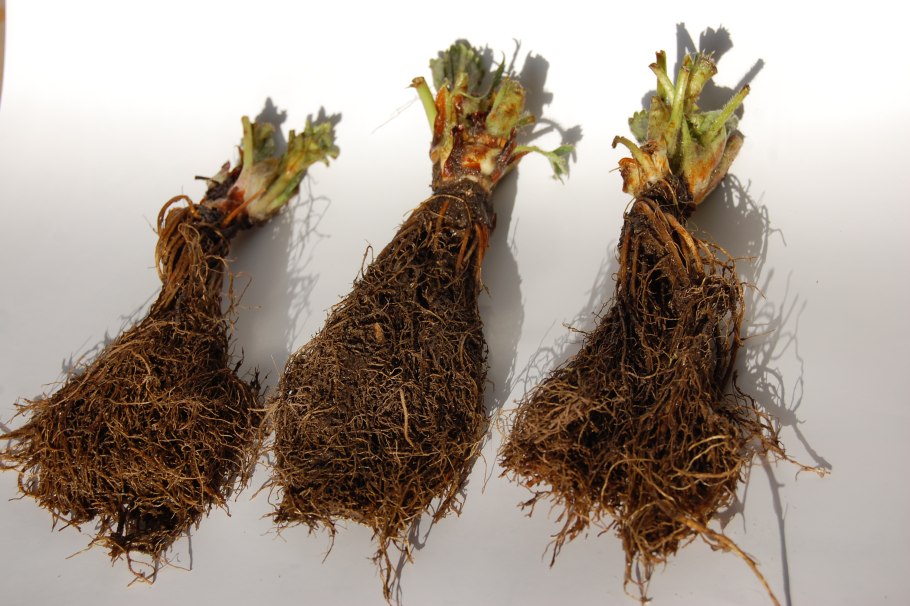 Корень клевера полевого