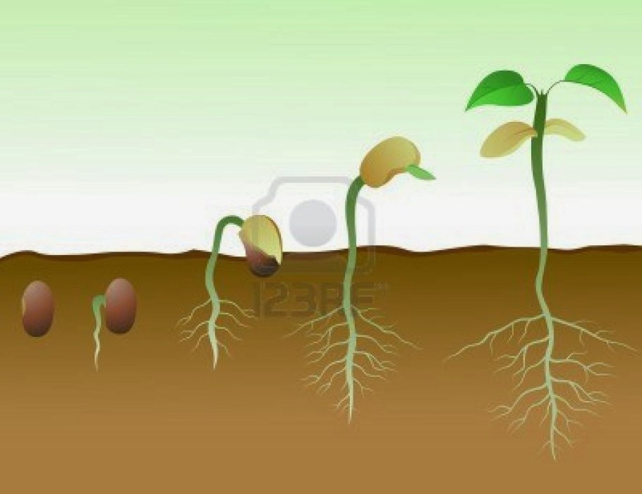 Прорастание семян Марьина корня