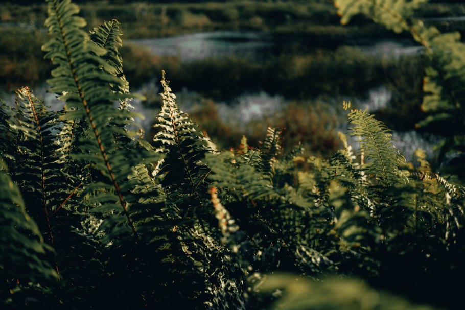 Сальвиния натанс