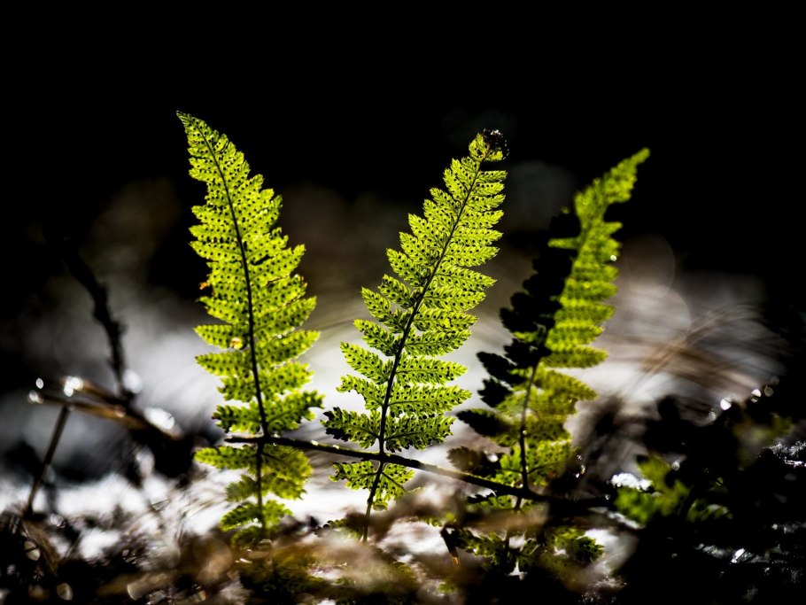Водные папоротники