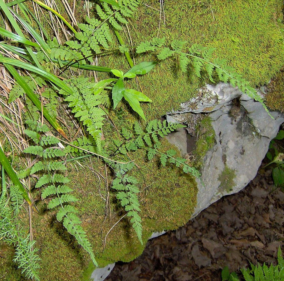 Dryopteris marginalis