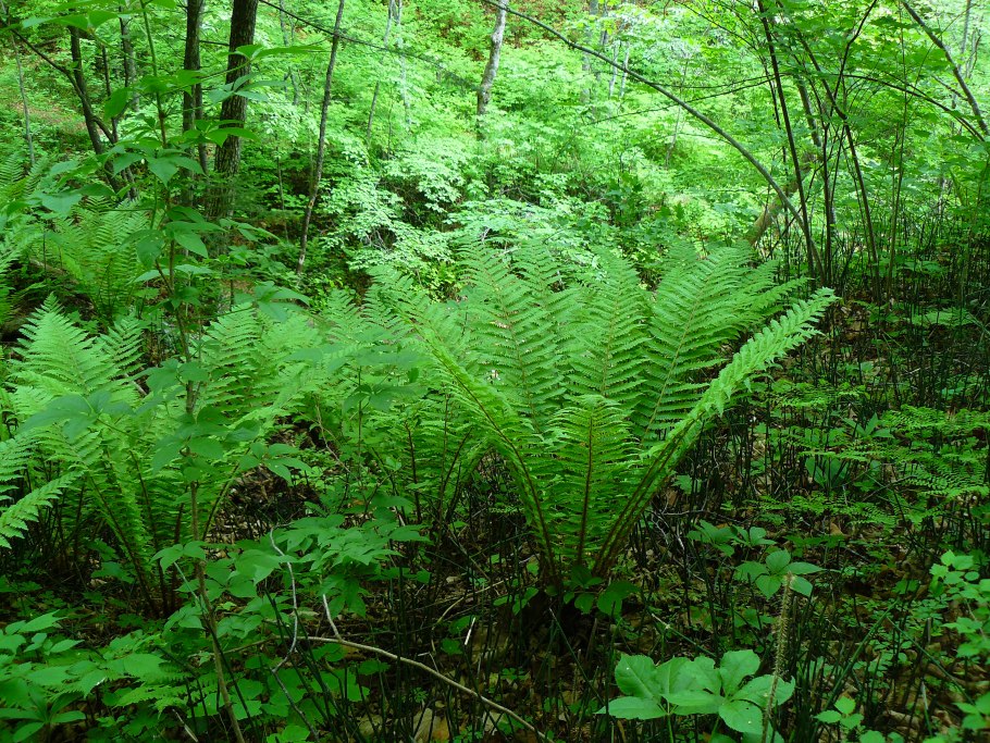 Polystichum Многорядник polyblepharum