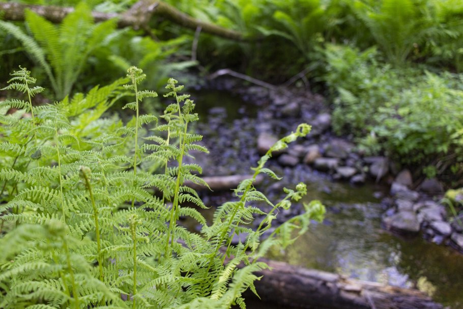Гигрофит папоротник