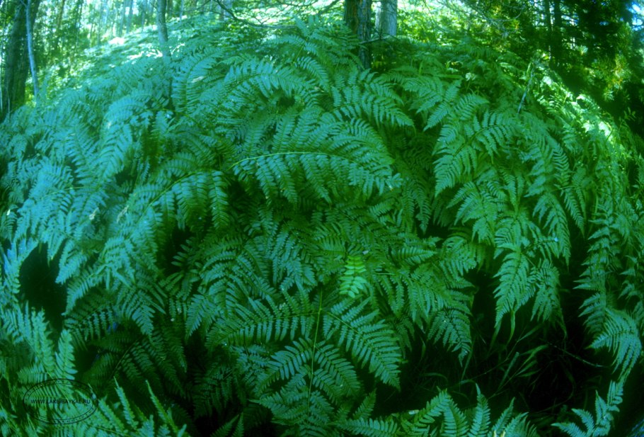 Байкальский заповедник папоротник