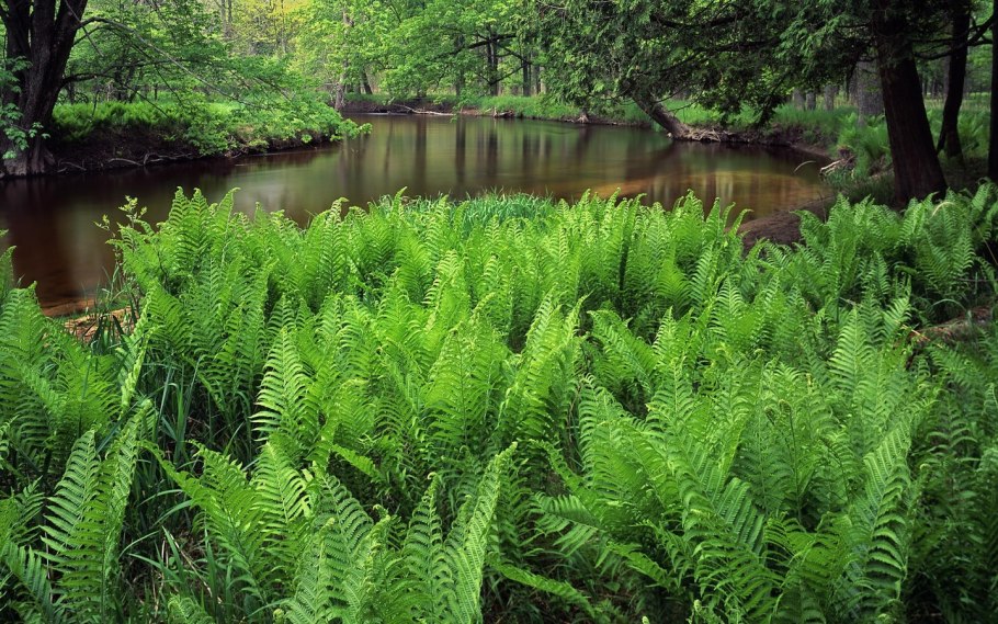 Паук папоротник
