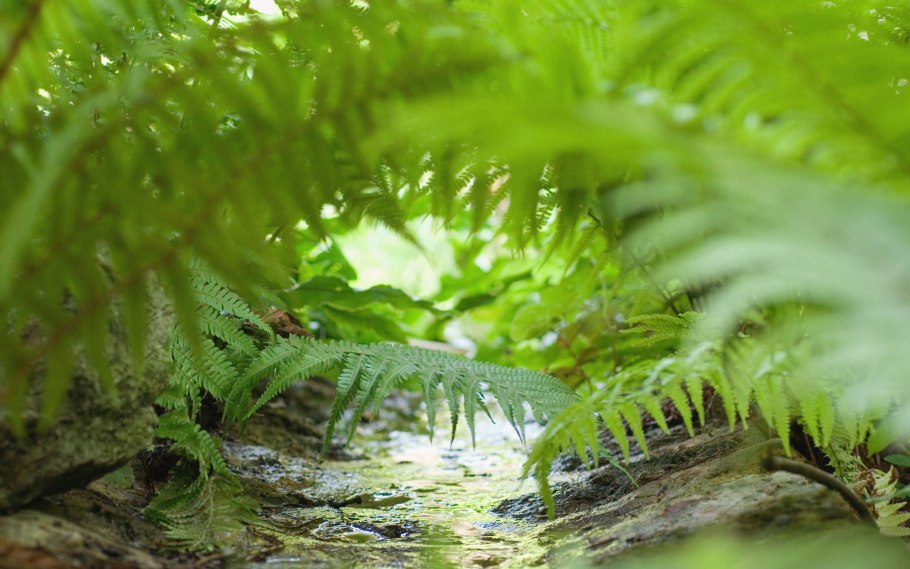 Гигрофит папоротник