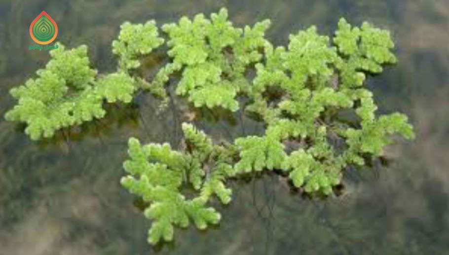 Папоротник Азолла