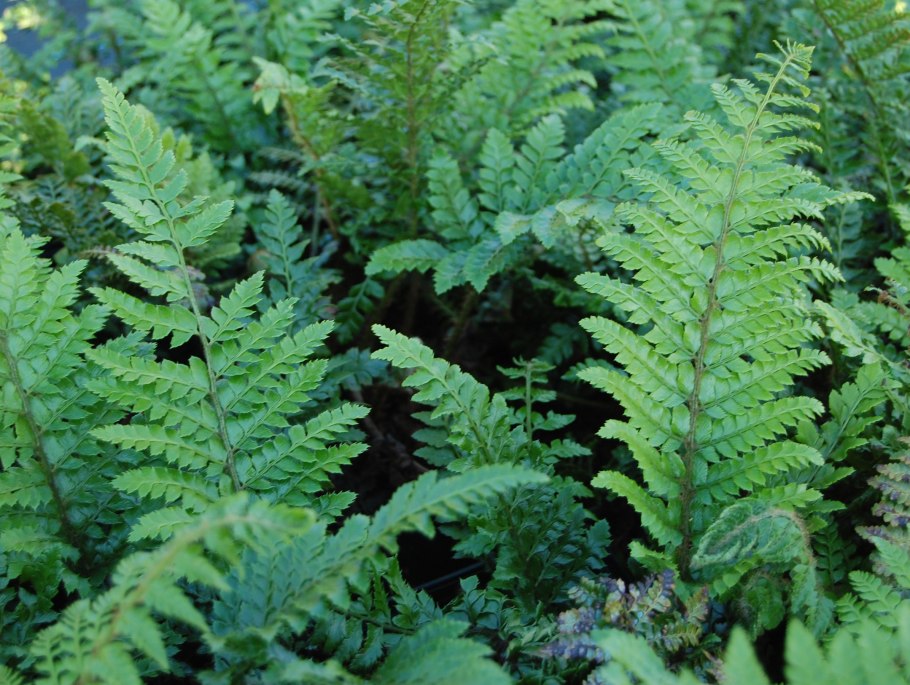 Wayanad папоротник