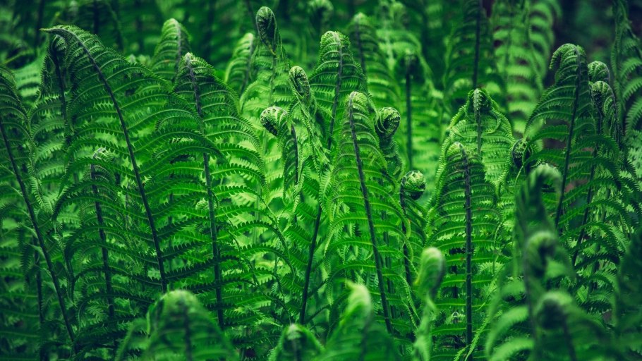 Папоротник рок Ферн зеленый