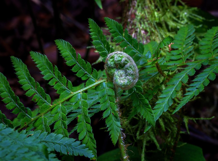 Псилотовидные папоротники