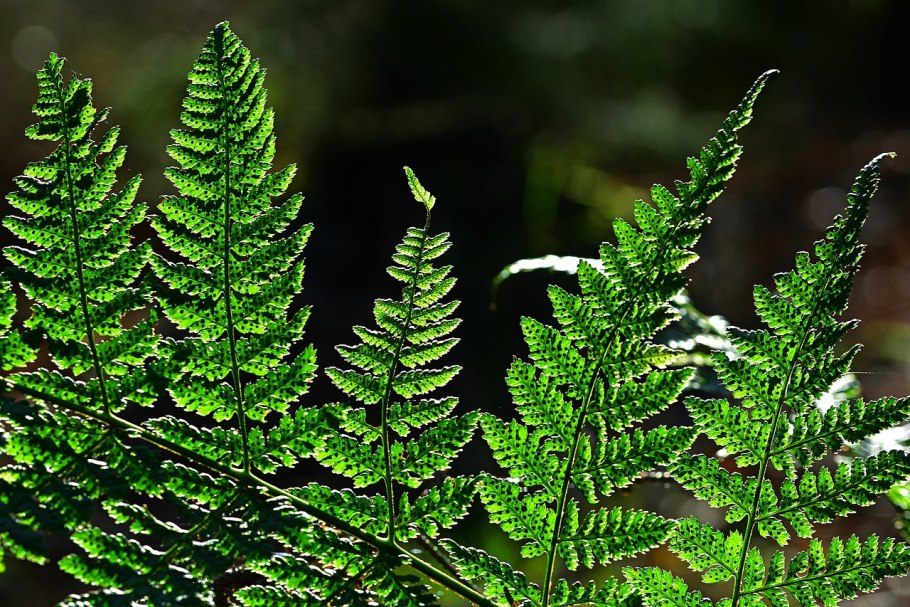 Фотопанно папоротник