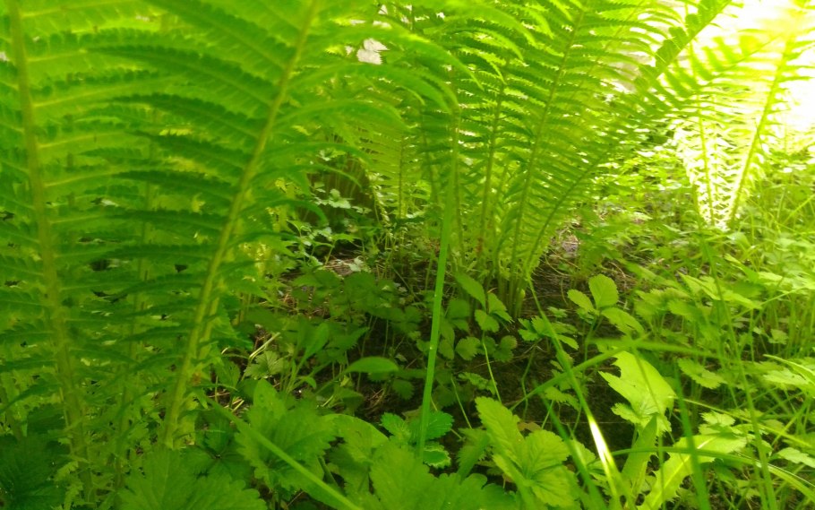 Сальвиния ушастая аквариумное растение