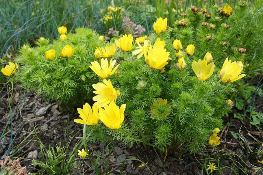 Адонис весенний (Adonis vernalis)