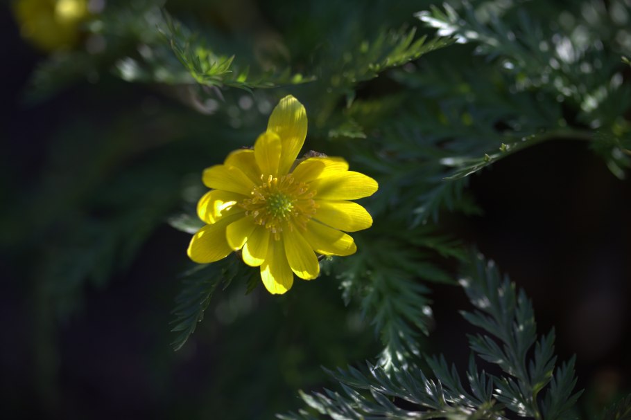 Горицвет весенний (Adonis vernalis)