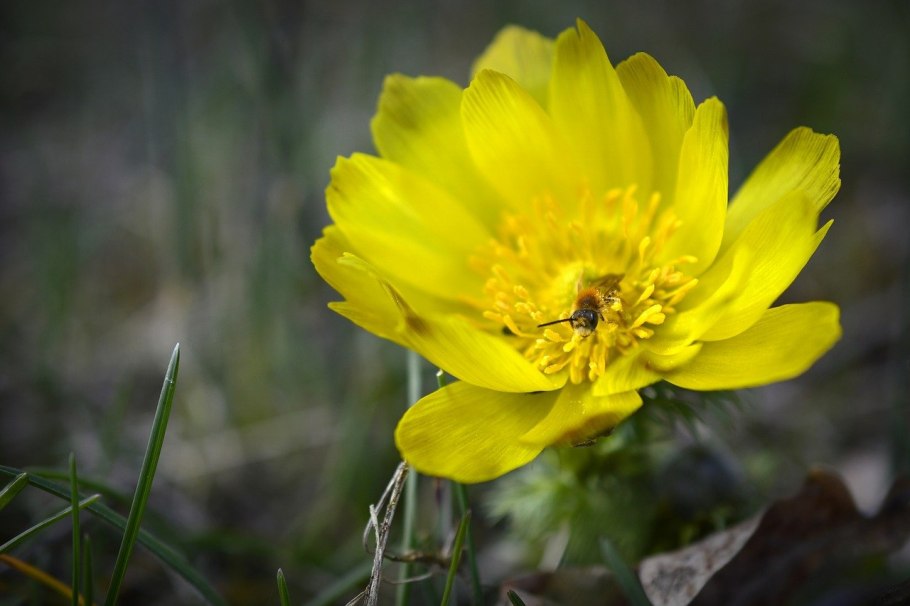 Адонис весенний (Adonis vernalis)