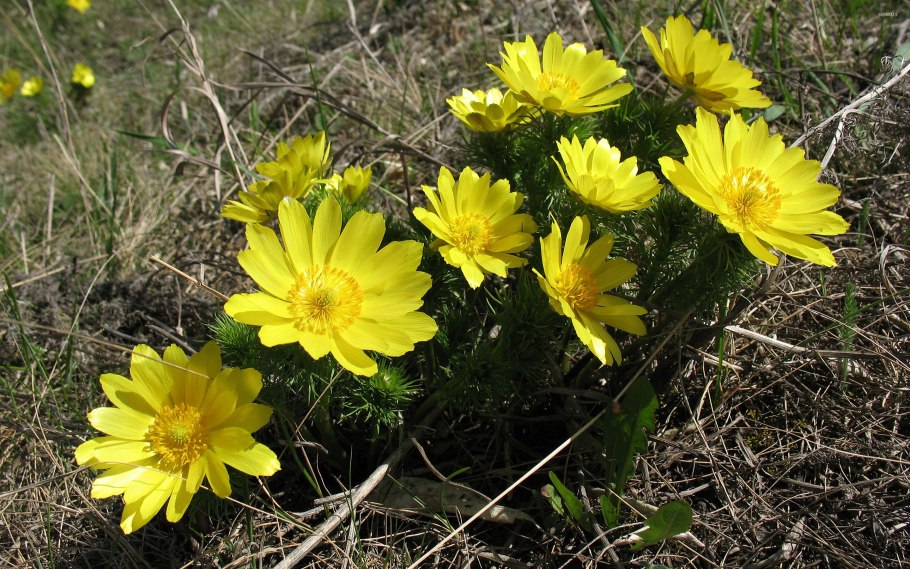 Адонис весенний горицвет