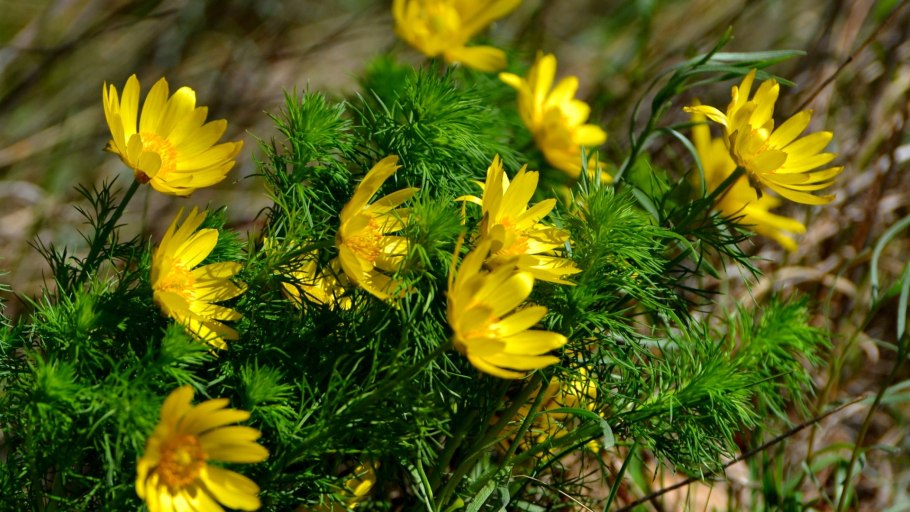 Адонис весенний горицвет