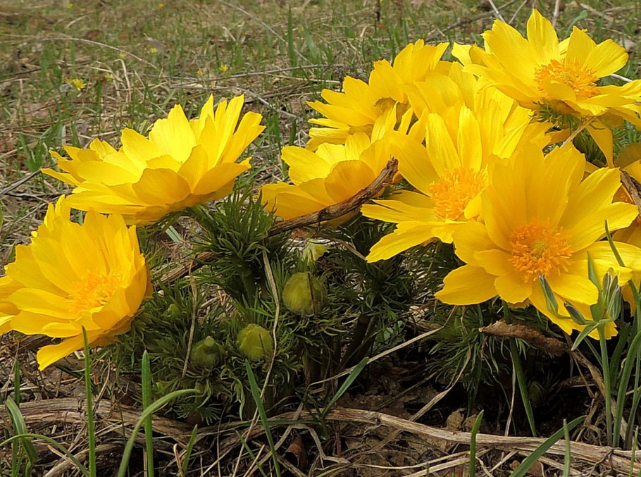 Адонис весенний - Adonis vernalis l.