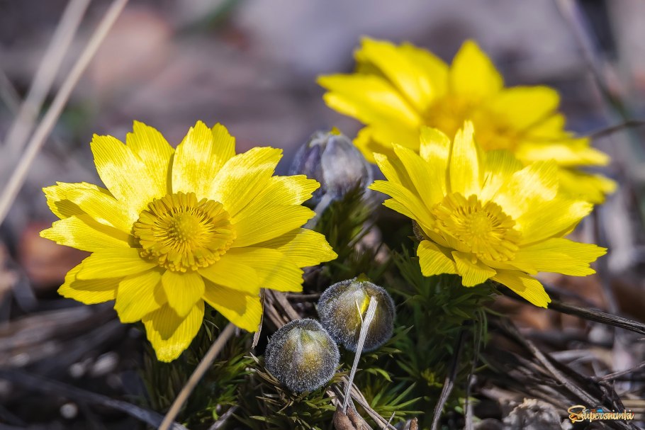 Адонис весенний (Adonis vernalis)