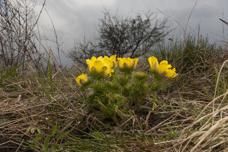 Адонис весенний (Adonis vernalis)