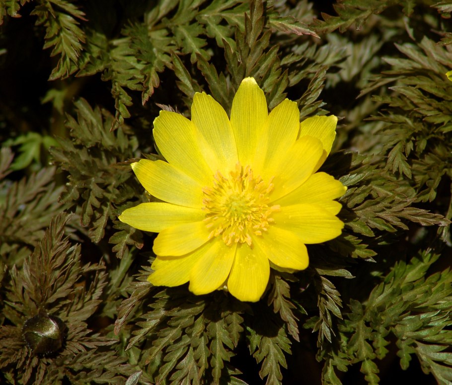 Адонис весенний