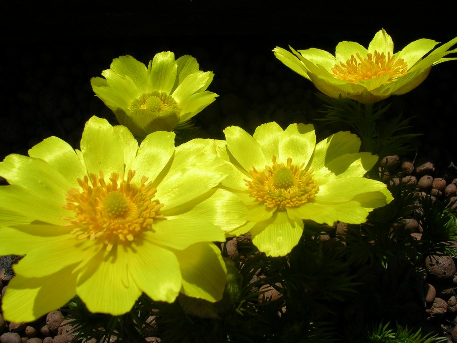 1. Адонис весенний - Adonis vernalis