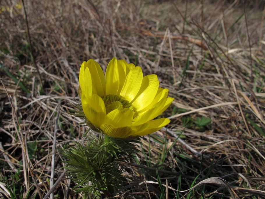 Горицвет весенний (Adonis vernalis)