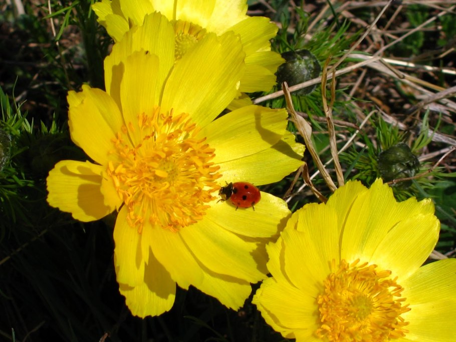 Цветы Новосибирской области фото