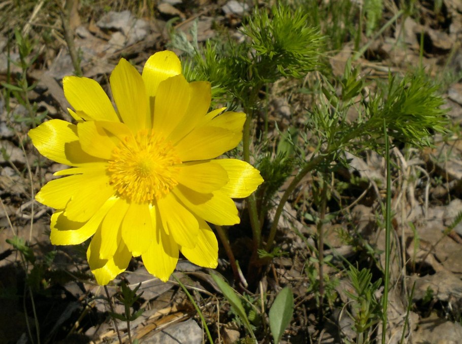 Горицвет весенний (Adonis vernalis)