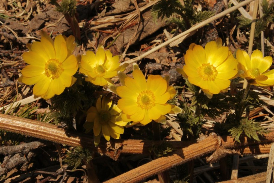 Горицвет Амурский весенний