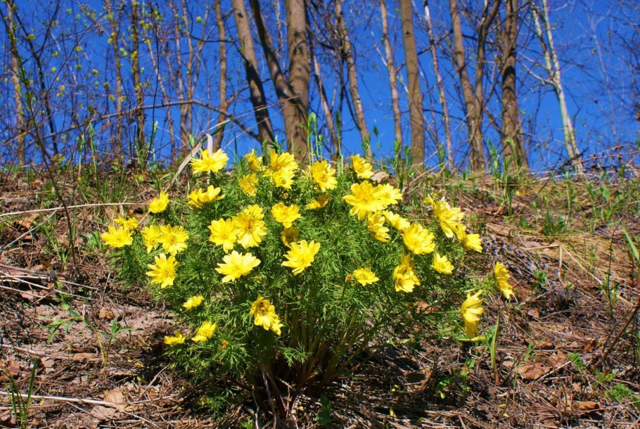 Горицвет весенний (Adonis vernalis)